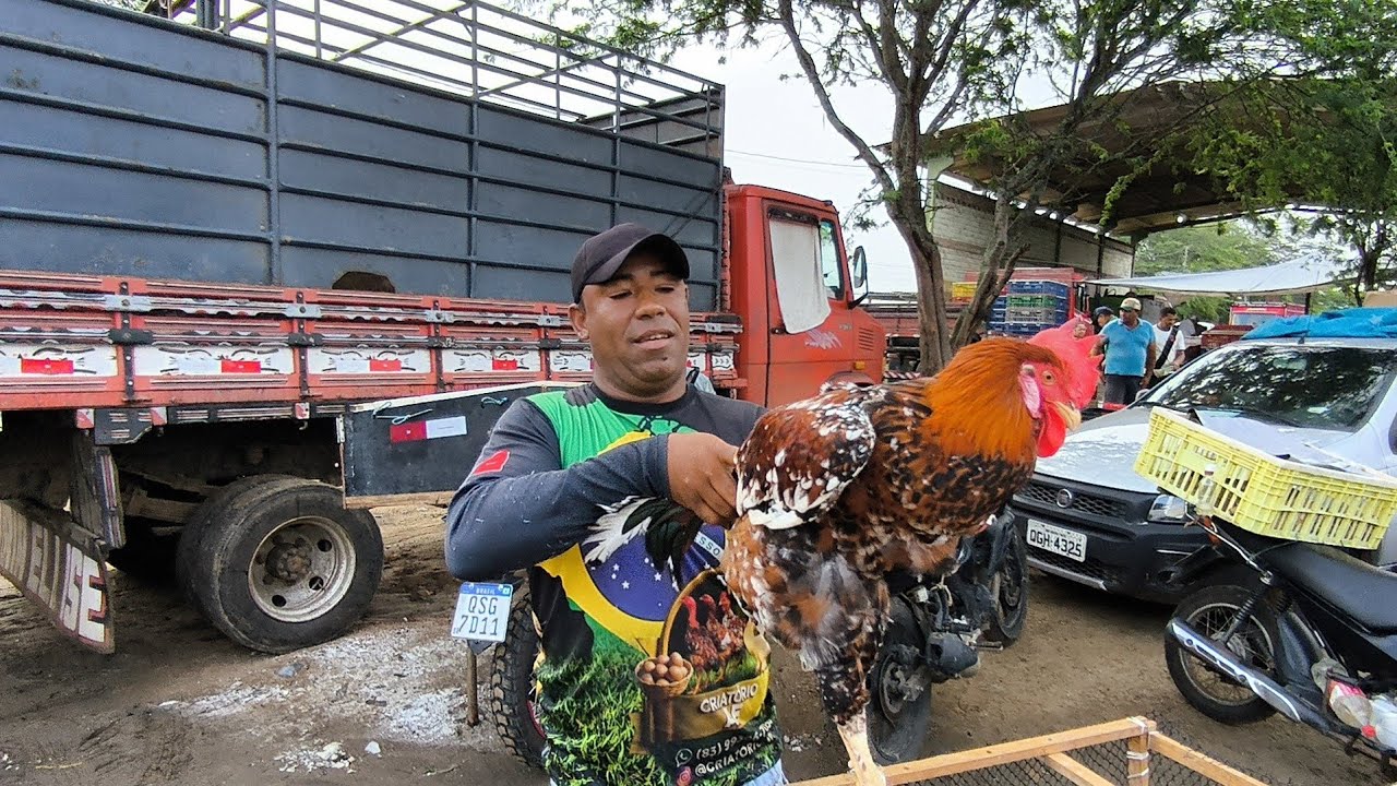 FEIRA DA GALINHA CAPOEIRA DE CAMPINA GRANDE-PB 04/03/2026