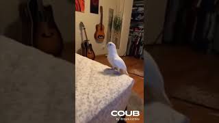 Daily Coub for You #2 #shorts #memes #coub