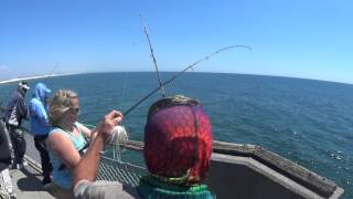 Alexis' nice cobia 04-07-2016