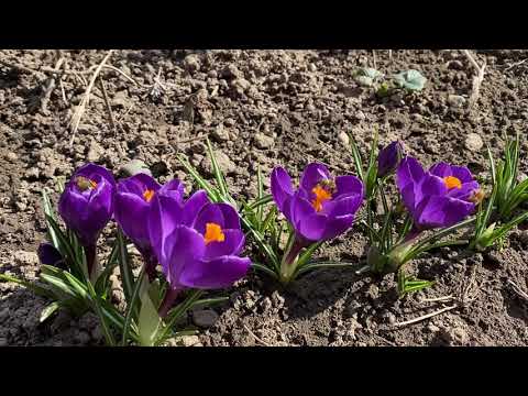 Видео: Цвете на минзухар - засаждане и грижи на открито