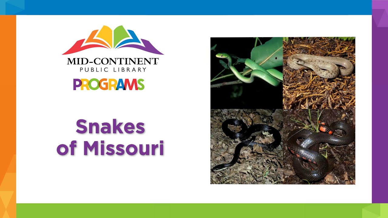 Snakes of Missouri  |  Community Programming