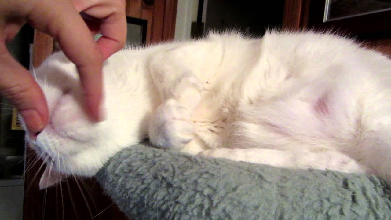 catnip oil Jupiter and Kona.. relax time