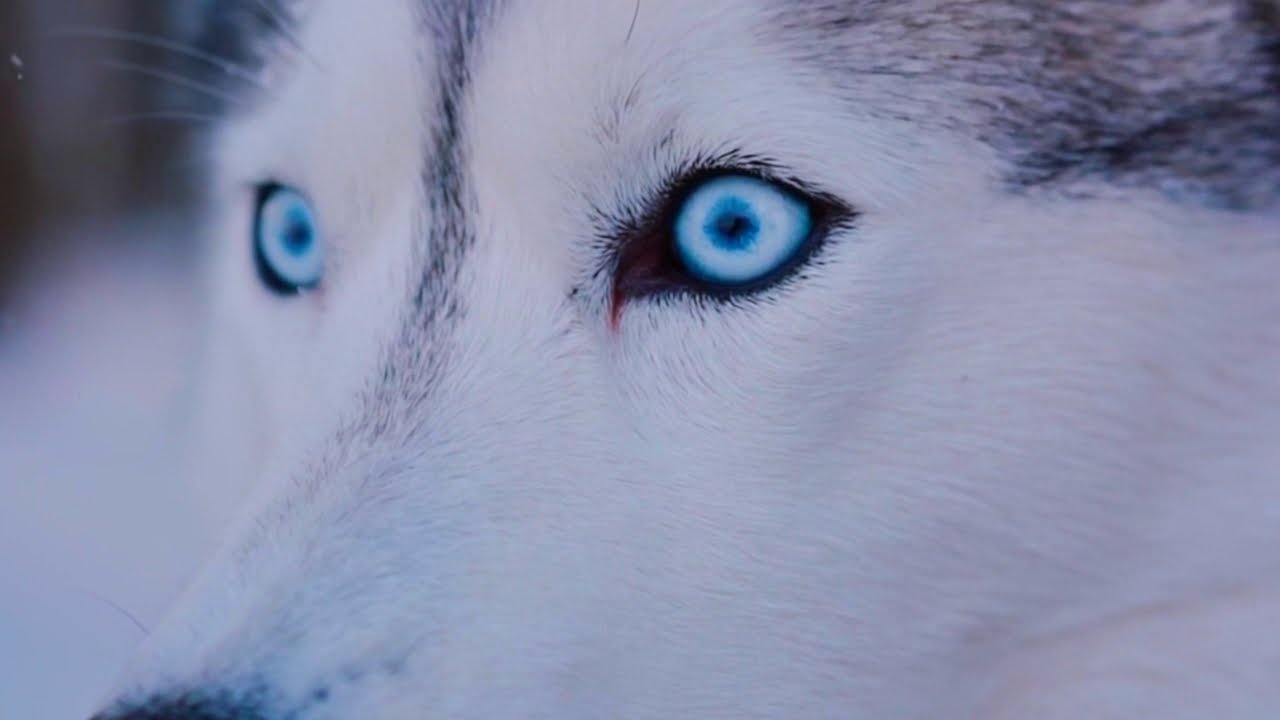 Ewelina Listwan - Revival dream