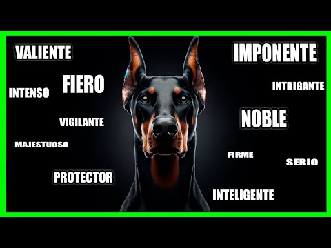 Vídeo: La Història De L'origen De La Raça De Gos Doberman