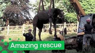 Firefighters Rescue Horse From Sinkhole
