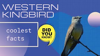 Western Kingbird facts 🦜 found throughout western North America and as far as Mexico 🇲🇽
