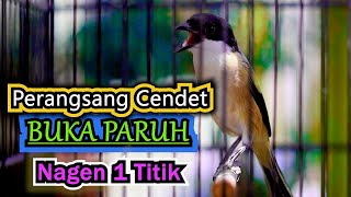 CENDET NAGEN MERANGSANG CENDET LAIN AUTO BUKA PARUH, MASTERAN CENDET GACOR FULL ISIAN