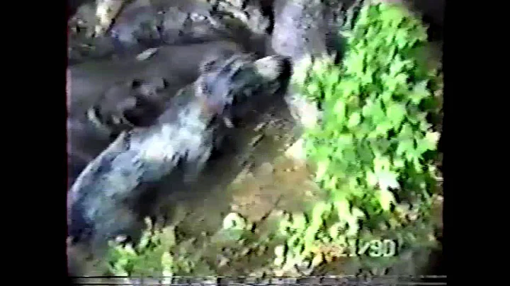 400lb + W|ild Boar kills Dog American bulldog HOGDOG RODEO EPISODE #1