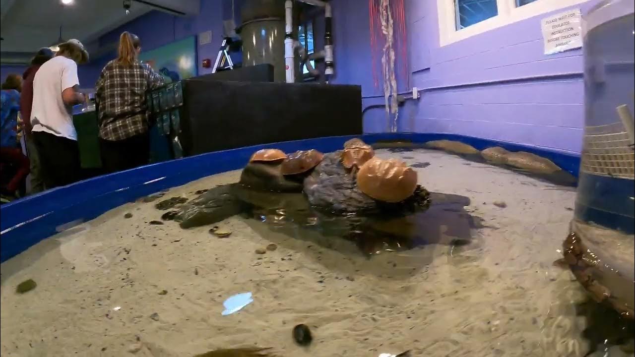 Save the Bay Aquarium May2022 YouTube