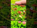 10X camera zoom 🥰😱 #cameratest #bestcameramobile #cameravideo