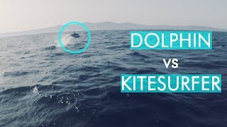 Dolphin vs Kitesurfer - Kite Foiling in Tarifa