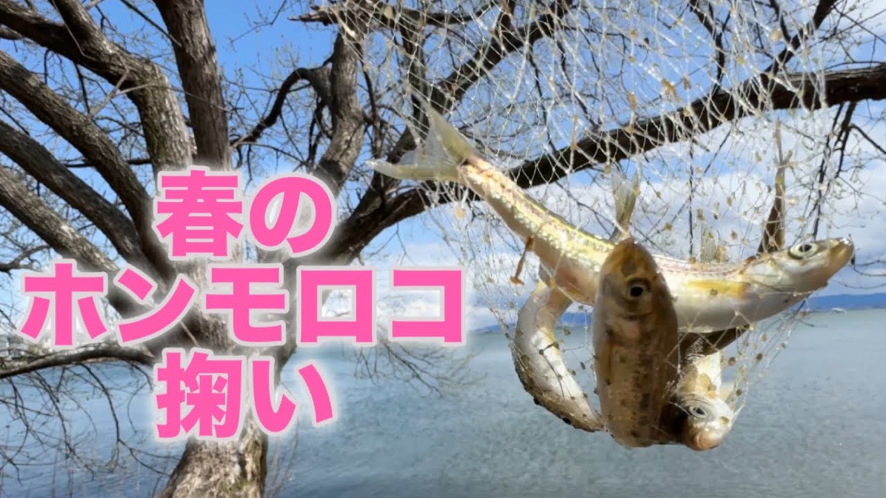 ホンモロコ掬い、シーズン開幕！