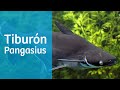 El tiburón pangasius