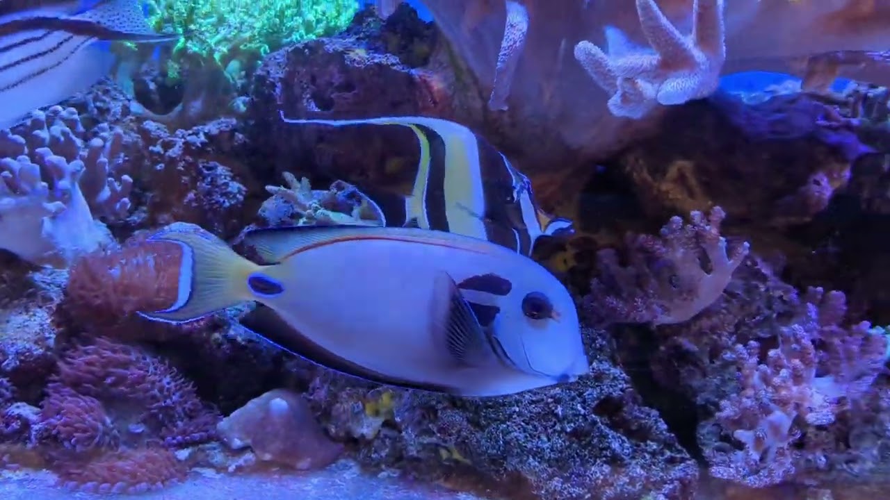 Example of a challenging captive species; moorish idol