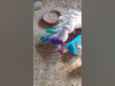 #pigons - YouTube