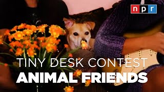 Animal Friends Of The 2020 Tiny Desk Contest