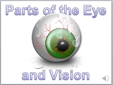 Eye Anatomy And Sight