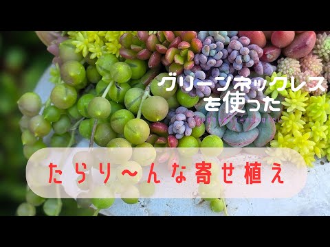 グリーンネックレスを使った寄せ植え、苦手な人にみて欲しい！#多肉