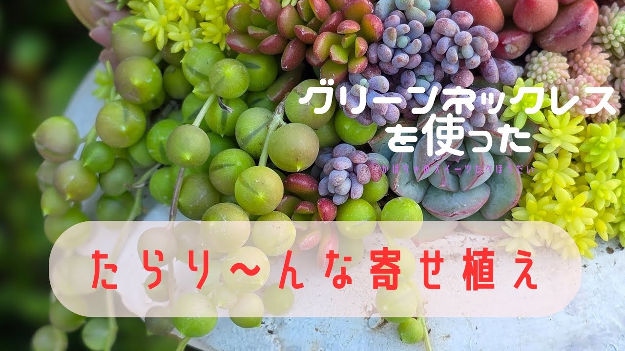 グリーンネックレスを使った寄せ植え、苦手な人にみて欲しい！#多肉