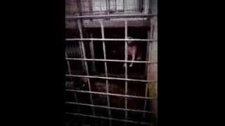 The Ugly Truth: Hastings Dog Pound