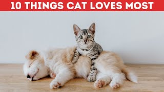 What Are the Top 10 Things Cats Absolutely Love? by Pet Pals 142 views 1 year ago 4 minutes, 9 seconds