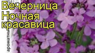 Вечерница матроны обыкновенная. Краткий обзор, описание характеристик, где купить семена