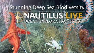 Stunning Deep Sea Biodiversity of Bikar and Bokak National Marine Sanctuary | Nautilus Live