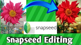 Snapseed Photo Editing Tutorial/ Dahlia Flower Edit By Snapseed App screenshot 4