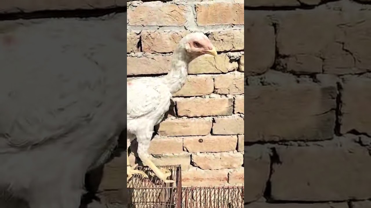 allaseelbirds #aseelmurgalover #aseelmurga #aseellovers #aseelhenfarming #aseeljawa#aseelmushka