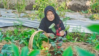 Metik Bunga Rosella, Tomat, Bayam | Masak Tumis Tomat Hijau, Tahu Ungkep, Mendoan Bayam, Teh Rosella