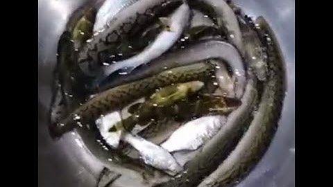 CÂU CÁ Ở SÔNG KRÔNG PẮK