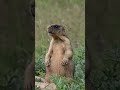 Small but strict marmot