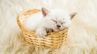 Music that Cats Love to Sleep  Soothing Sounds for Cat Relaxation and Sleep, Anxiety Relief