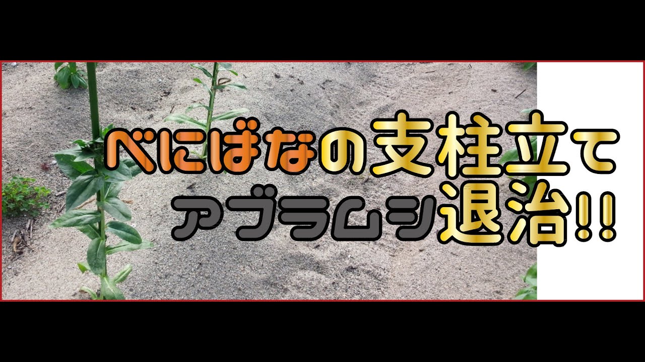 山形の花 紅花 べにばな の手入れ 支柱立て アブラムシの退治 Youtube