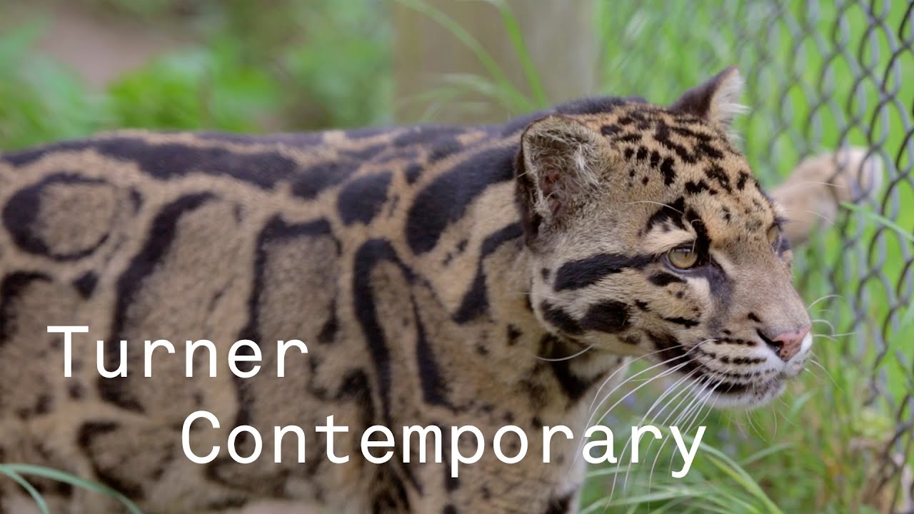 'Animals & Us' - Our Relationship With Animals By Dan Kemp - Carnivore Keeper | Turner Contemporary