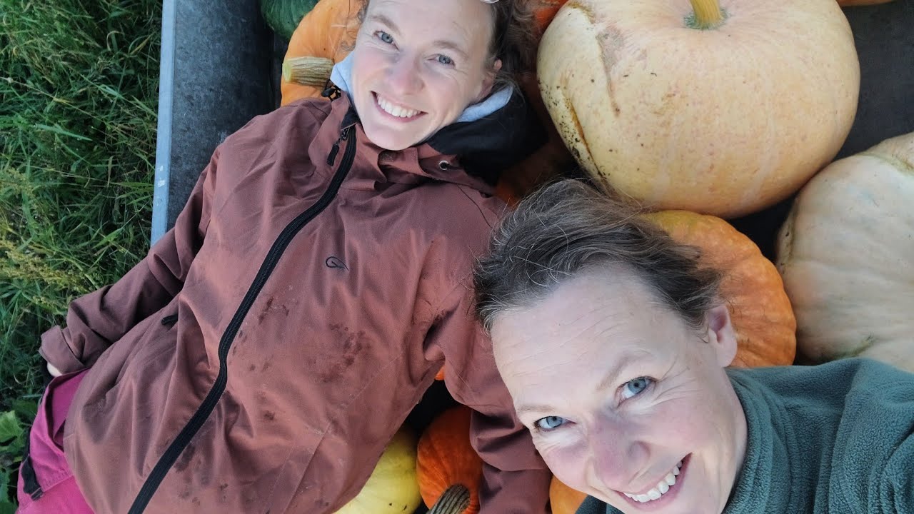 Kurpitsat talteen! #kurpitsa #syksy #sadonkorjuu #puutarha #ruokaa