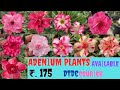 ADENIUM SALE " AS "  ₹ - 175