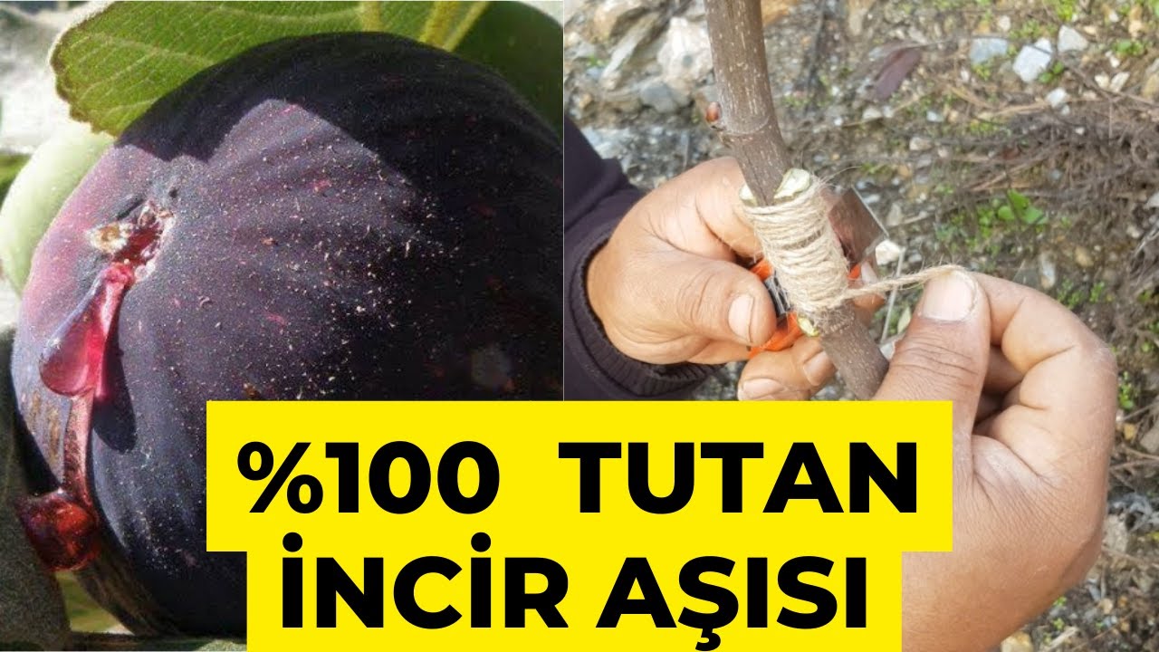 Kimse Başaramıyor! İncir Aşısını Tutturmanın Sırrı