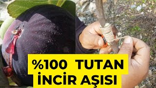 İncir Aşısı Tutturmanın Püf Noktaları %100 Tutuyor 