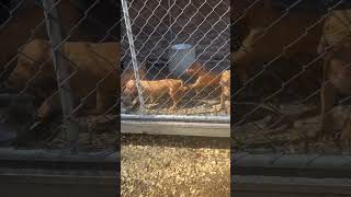 Hungry 7 Week Old Pitbull Pups