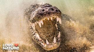 Crocodiles vs Australia’s Deadliest | Deadly Australians Full Season