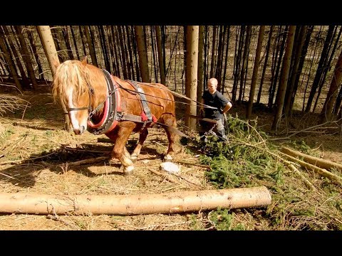 Horse in forest - bark beetle in extreme hill