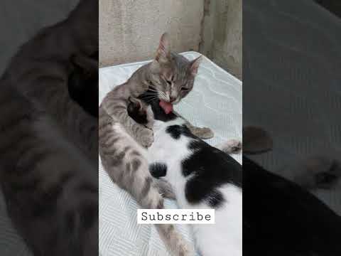 spayed cat breastfeeding a kitten - 2021 funnny cat #shorts