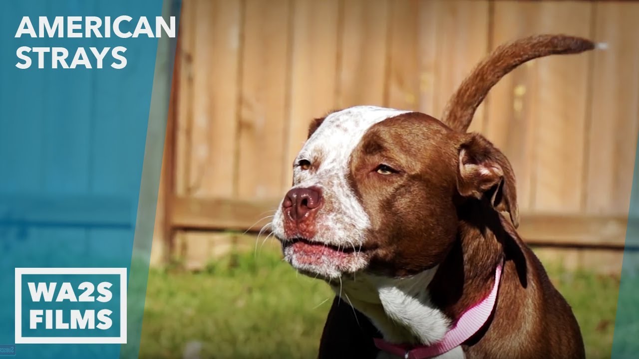 puppy paradise Penny Goes To Prison Part 3 Homeless Puppy Rescue - Howl & Hope For DoDo Dogs