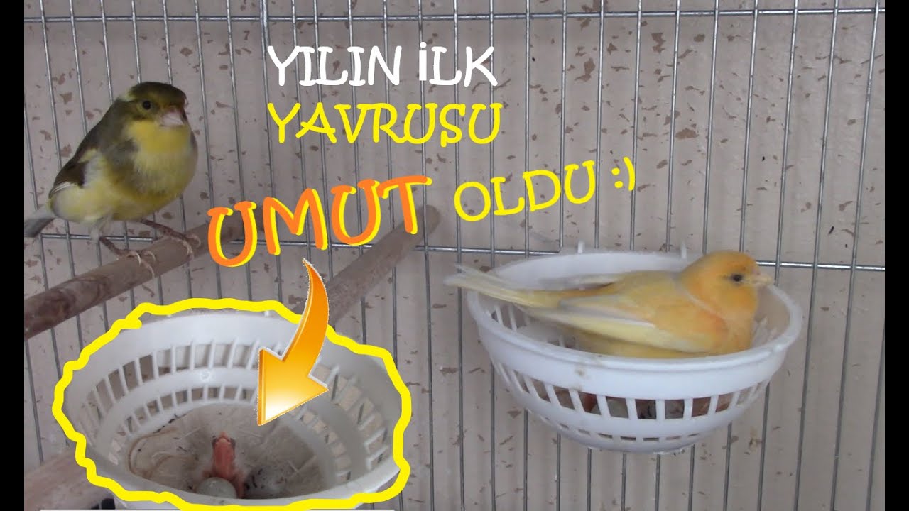 Felâket Yılının İlk Yavrusu Kanarya UMUT | Bir Umuttur Yaşamak ...