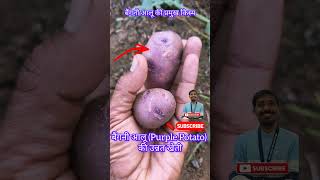 बैंगनी आलू की खेती | Purple Potato Farming 🥔💜#बैंगनीआलू #PurplePotato #PotatoFarming #Agriculture