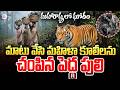 పులి దాడిలో నలుగురు మహిళలు | Four Women K_illed in Tiger Attack in Maharashtra | SumanTV Sai