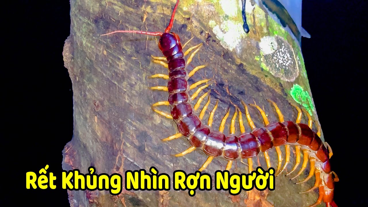 Đi Bắt Con Rết | Những Con Rết Khủng Nhìn Rợn Người - Sỹ Cường - YouTube