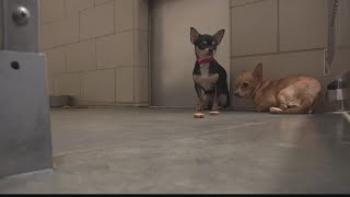29 chihuahuas, 3 cats seized from Ohio home after complaint of deplorable conditions