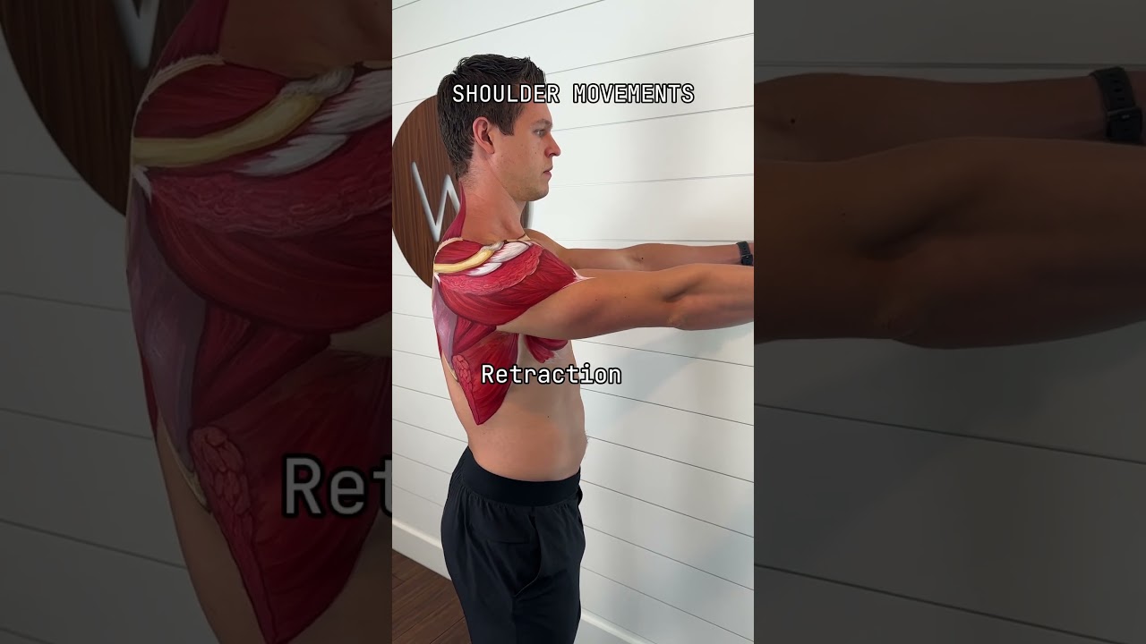 Movements of the shoulder 